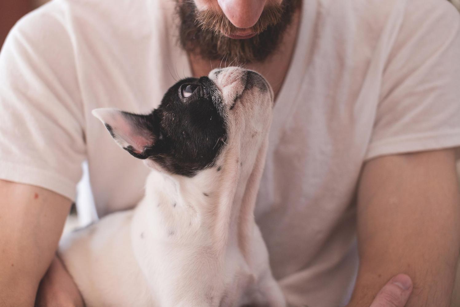 Contato diário com cachorro alivia dor, ansiedade e depressão