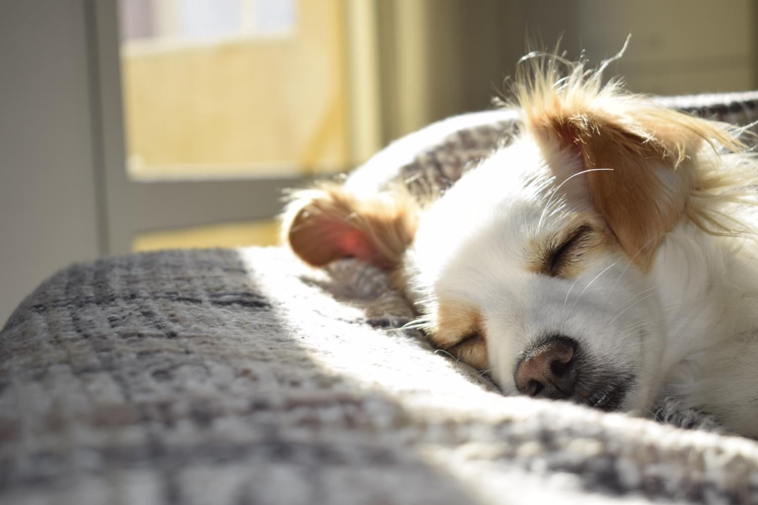 Em sonhos, cães ressignificam experiências estressantes