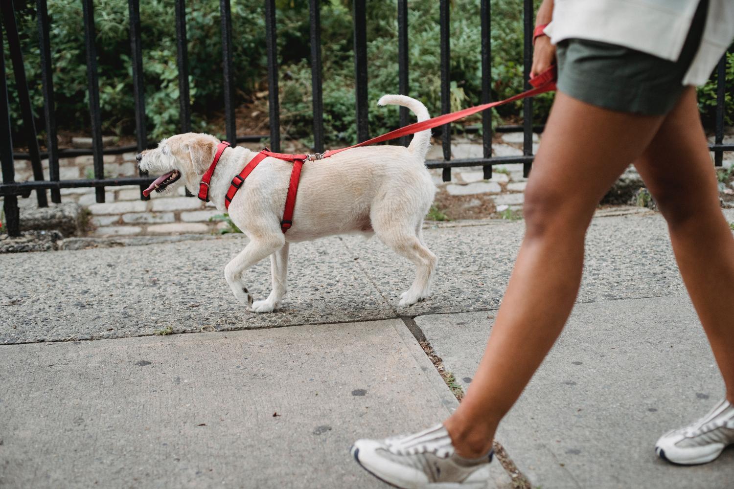 Viagem de férias: levar ou não o cachorro?