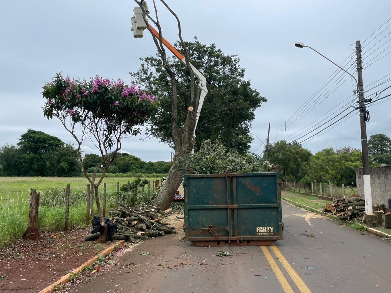 Árvore com risco de queda é retirada da Rua Francisco Minatel em Cordeirópolis