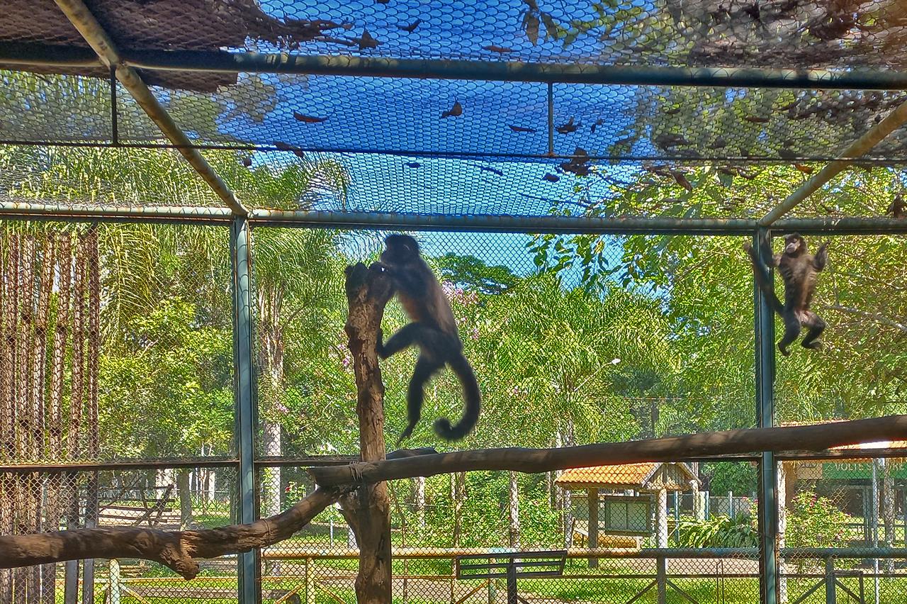 Zoo de Limeira resgata fêmea de macaco-prego após vendaval