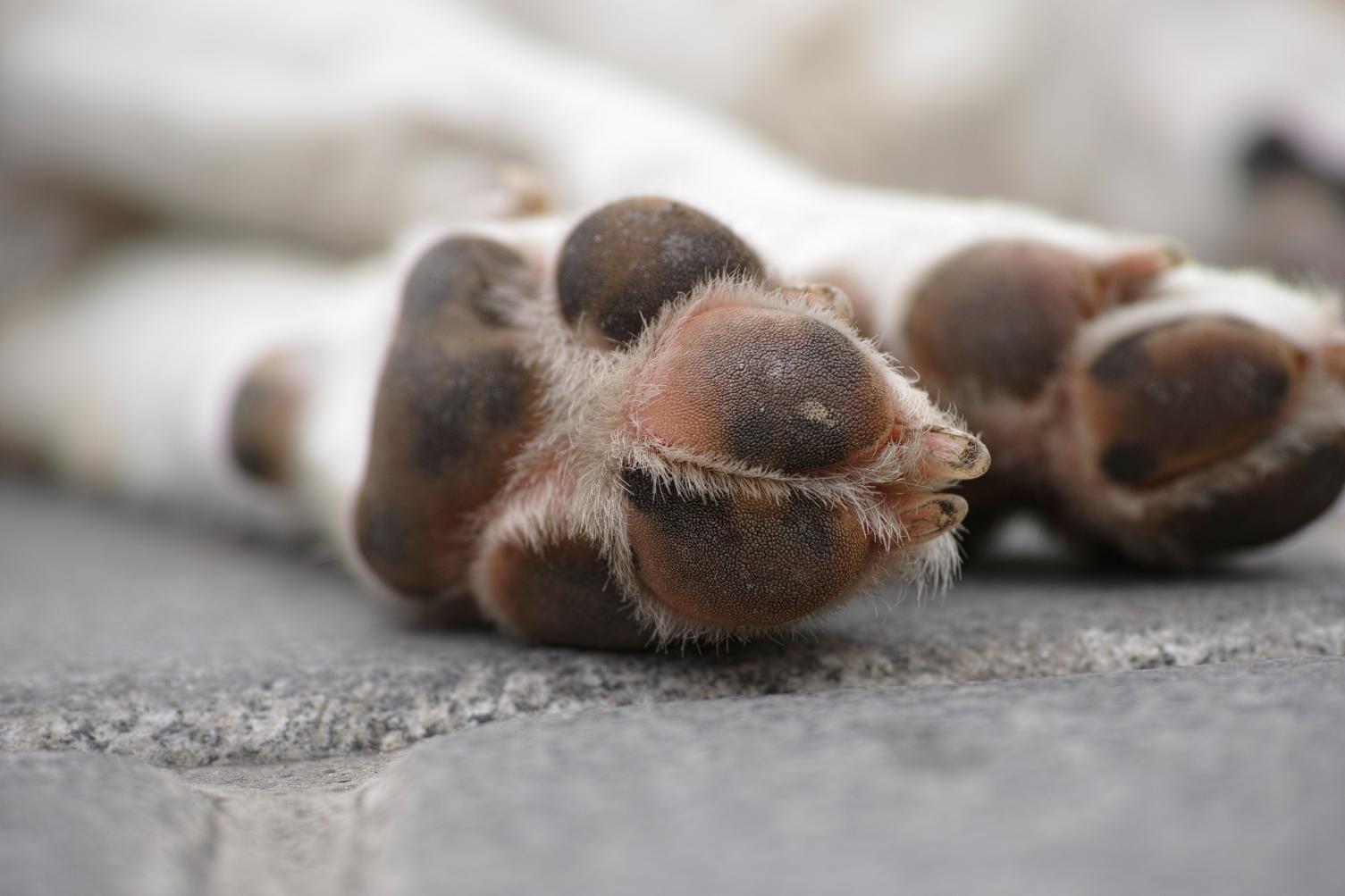 O pet morreu: o que fazer com o corpo do animal?