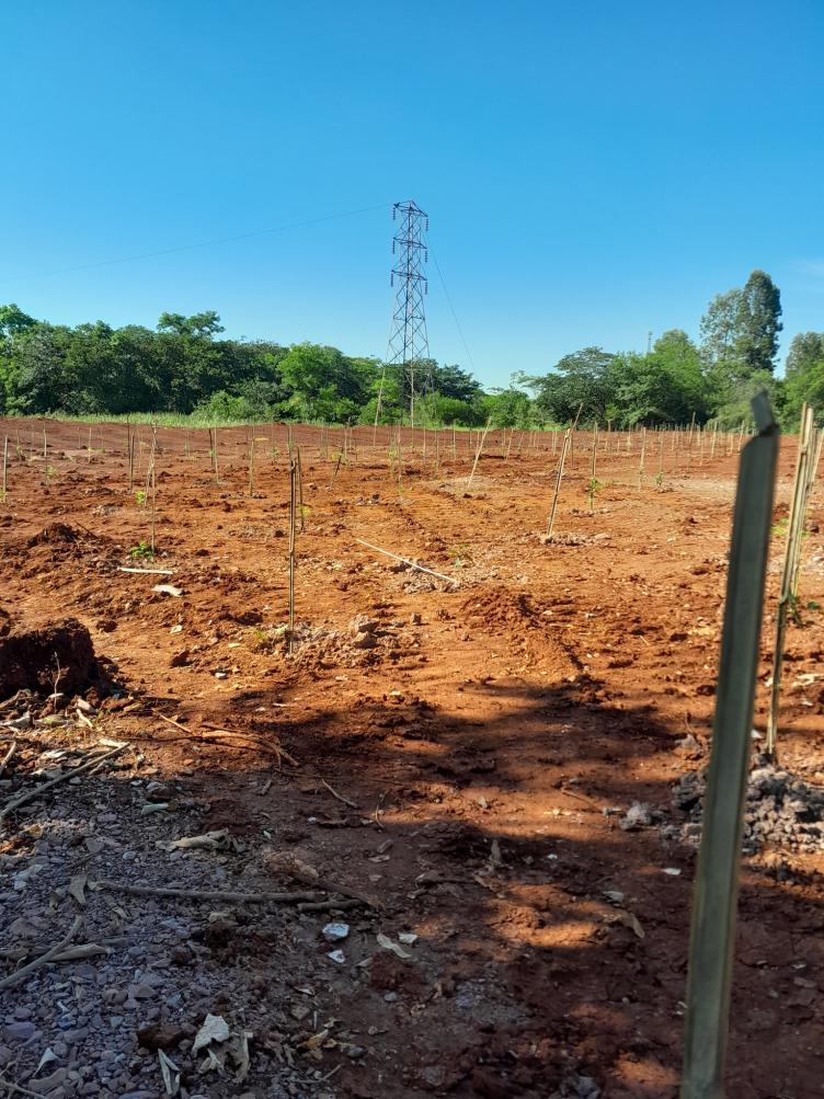 Prefeitura de Cordeirópolis realiza mais de 2 mil plantios de árvores em parceria com cerâmica