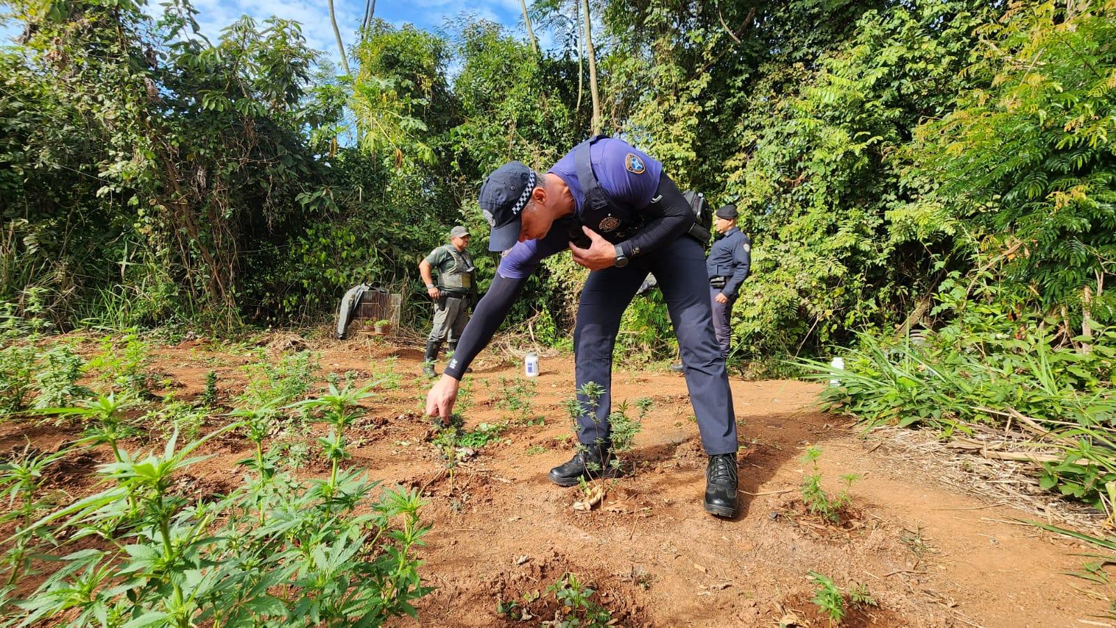 Pelotão Ambiental da GCM de Limeira encontra 200 pés da planta Cannabis