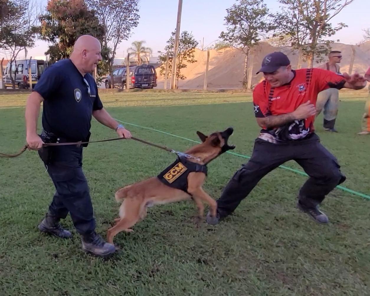 Cão Bono do Canil da GCM de Limeira participa de curso em cidade de MG