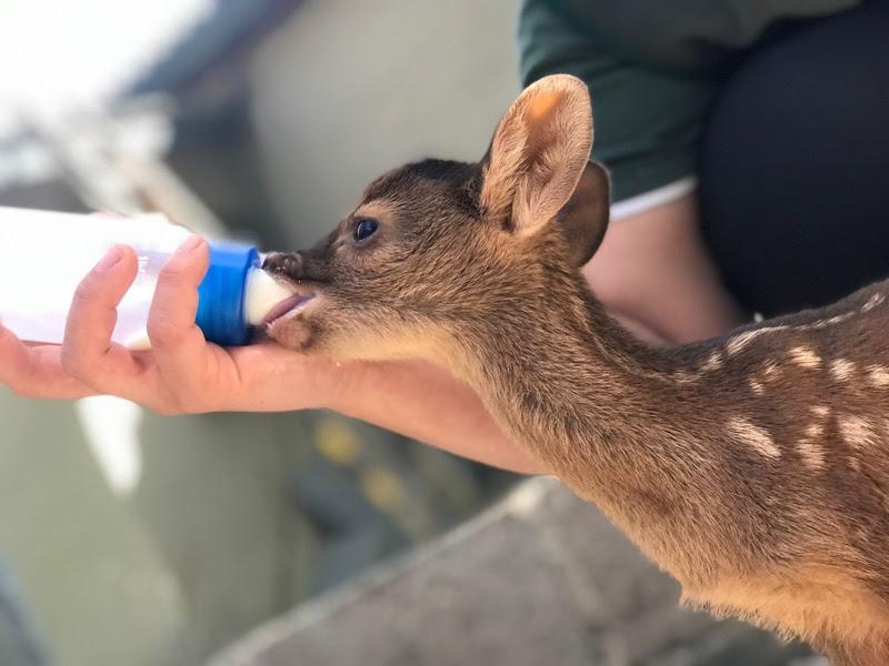 Centros de Triagem e Recuperação de Animais Silvestres ampliam rede de proteção à fauna