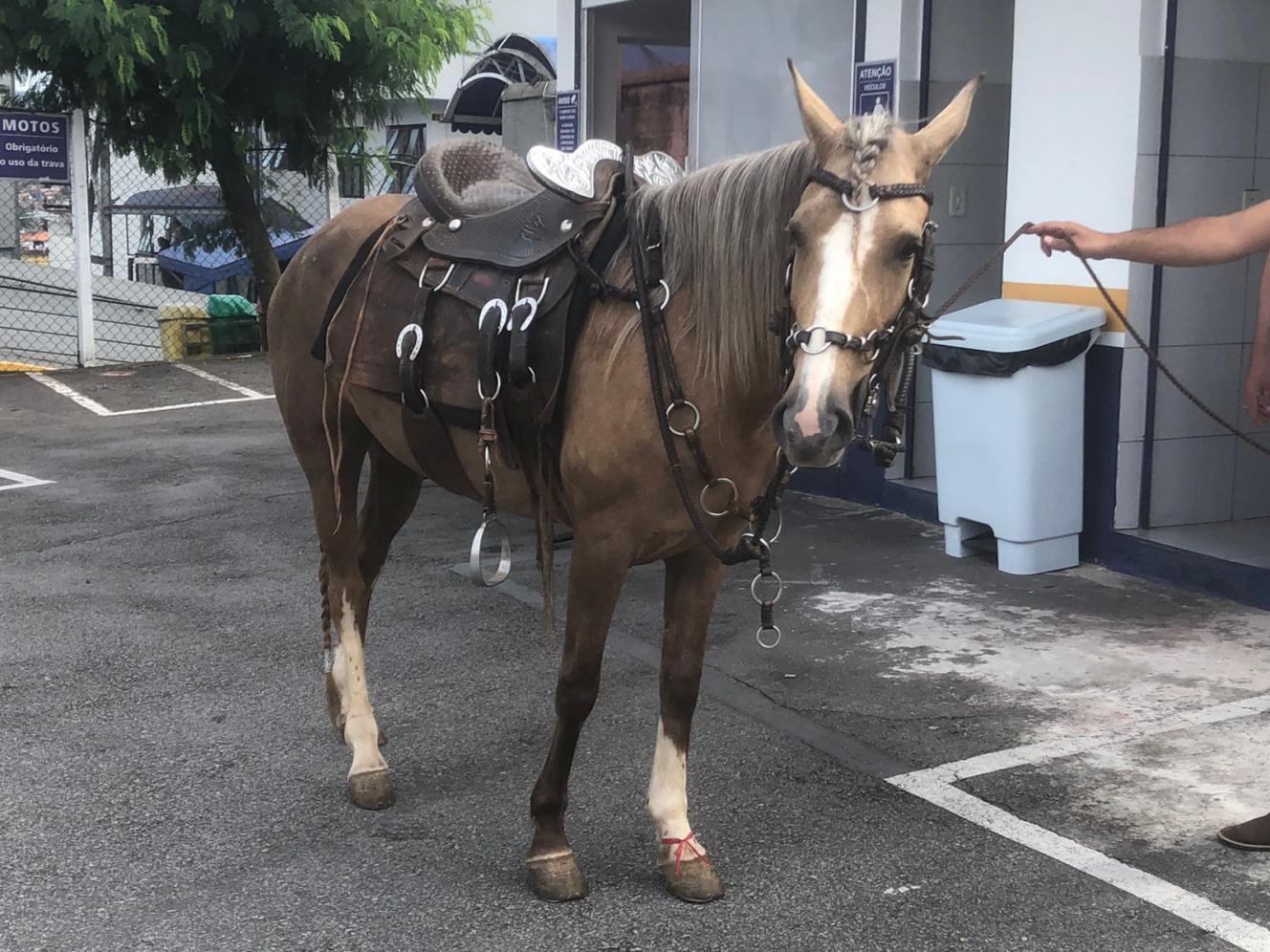 Crianças internadas em hospital de São Paulo recebem visita da Égua Princesa