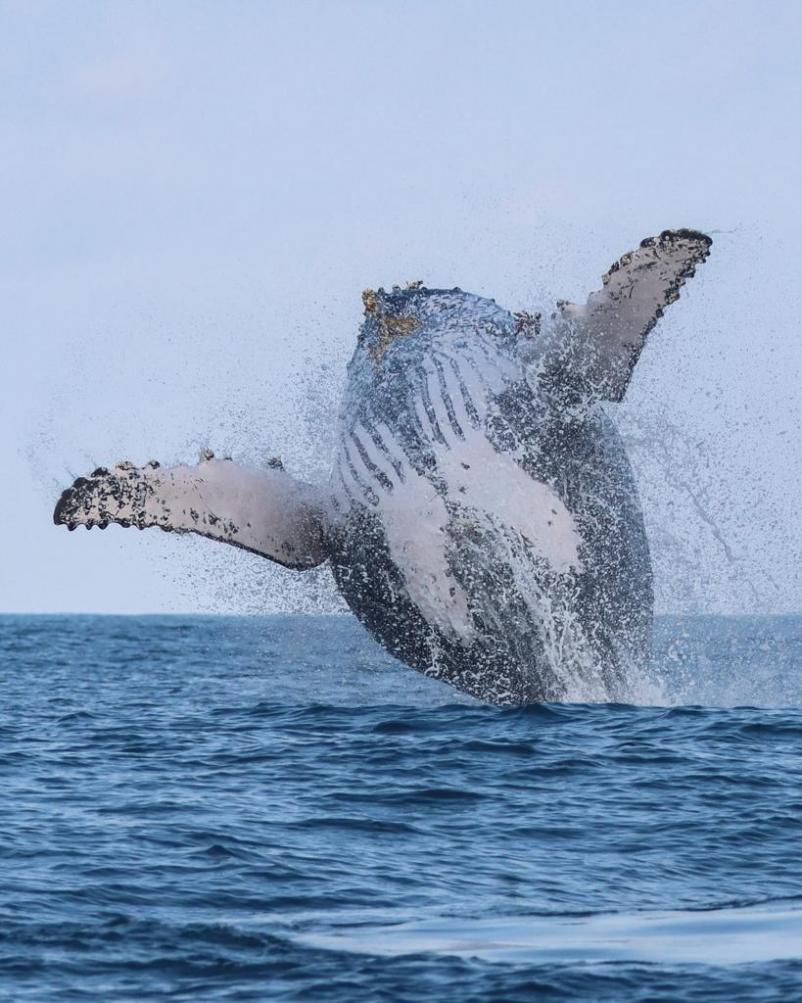 São Sebastião é referência no Brasil em avistamento sustentável de baleias