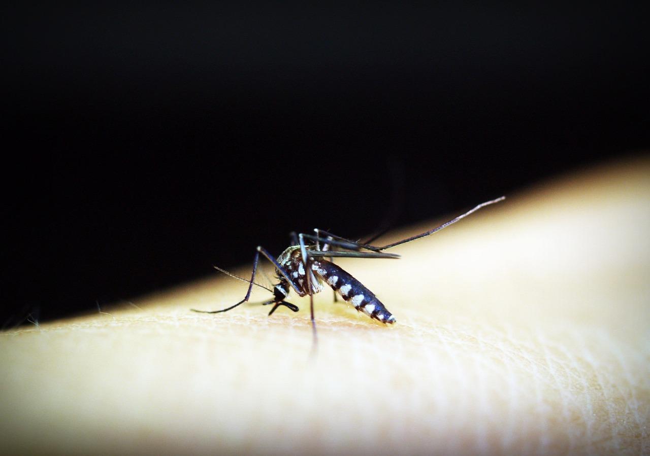 Prefeitura de Limeira orienta sobre sintomas da dengue e locais de atendimento 