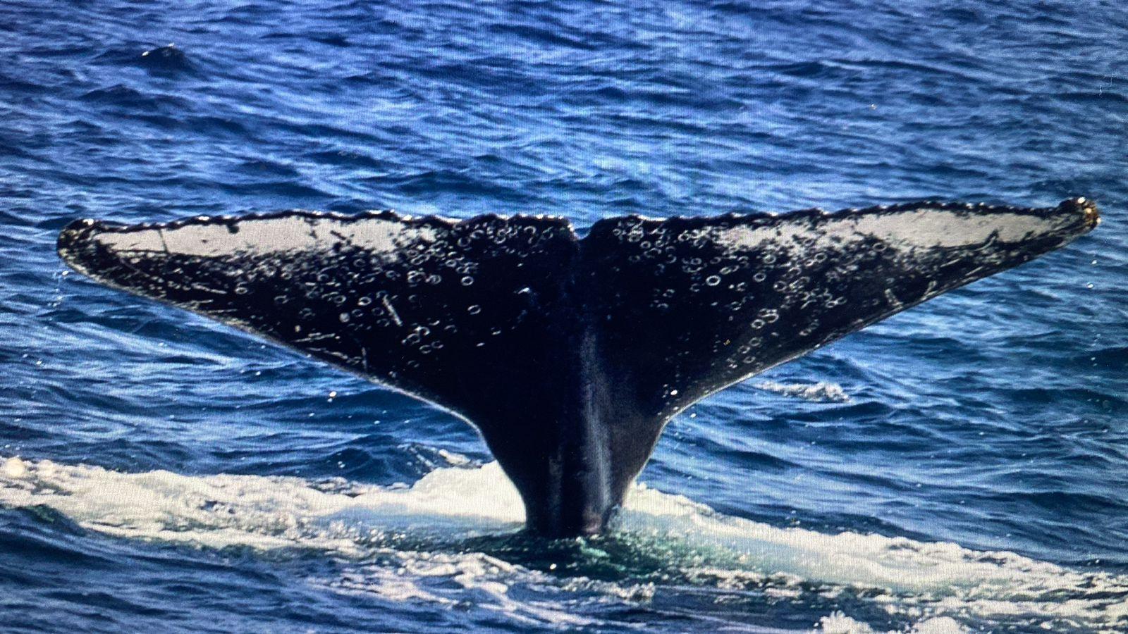 Jubartes começam a chegar e São Sebastião inicia ativação da temporada de baleias