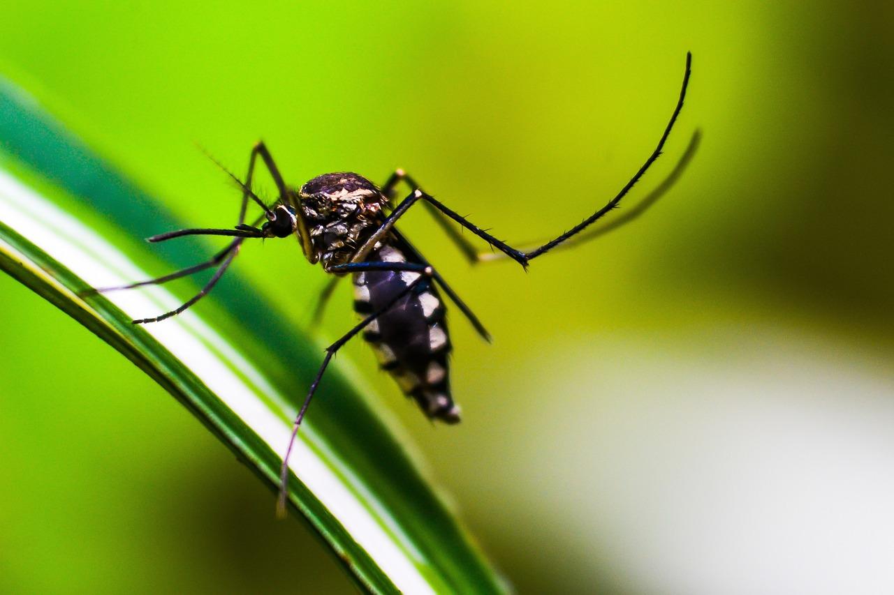 Plantão deste sábado (22) terá vacinação contra dengue em Limeira