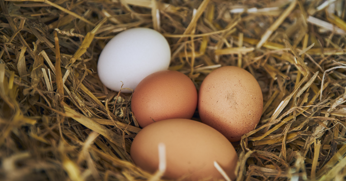 Ovo é tudo igual? Tudo o que você precisa saber sobre esse alimento