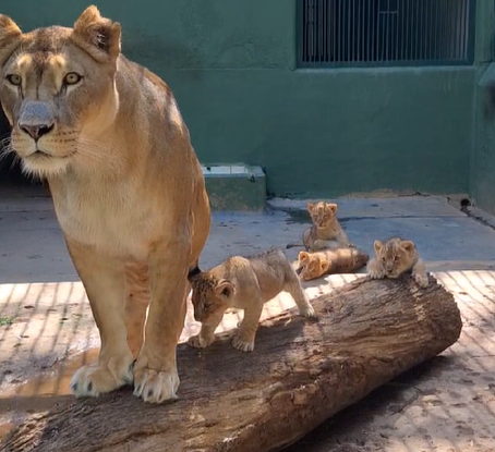 Quatro filhotes de leão nascem no Zoo São Paulo