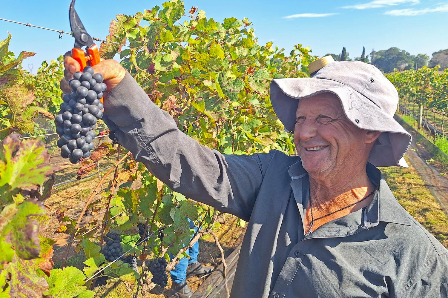 Com técnica inovadora, produtores cultivam uvas em Limeira