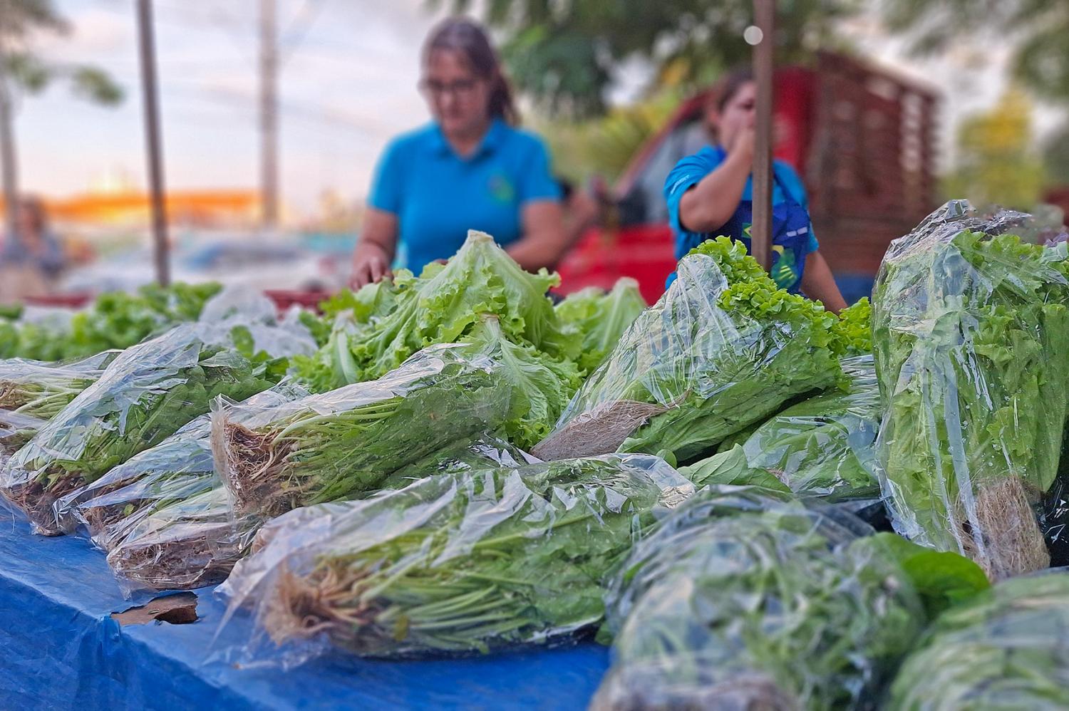 Produtores de hortaliças de Limeira poderão receber assistência técnica e gerencial gratuita