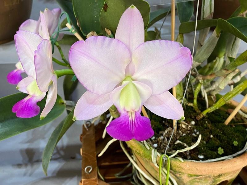 Piracicaba floresce com a tradicional Exposição de Orquídeas no Engenho Central
