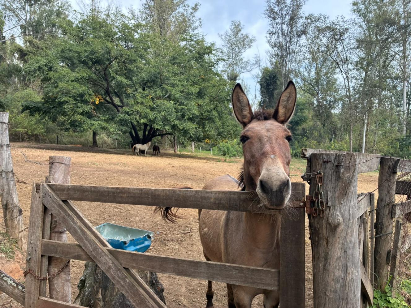 Prefeitura de Limeira tem 16 animais de grande porte disponíveis para adoção no Horto